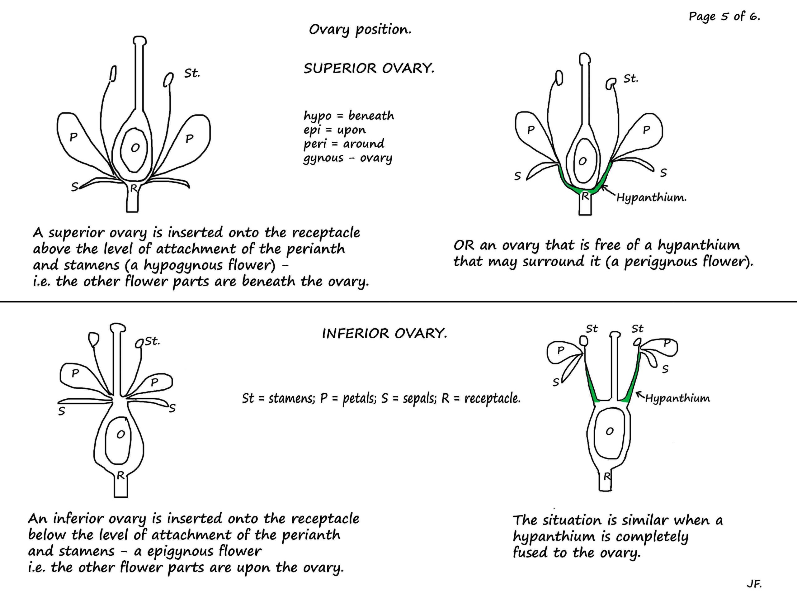 5 Ovary position in Rosaceae